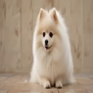 spitz dog