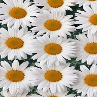 aesthetic daisy wallpaper