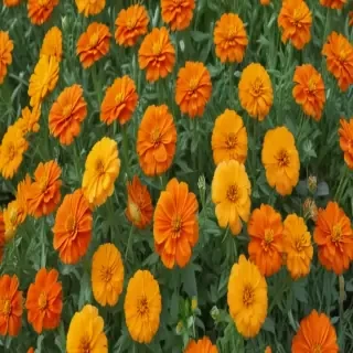marigolds transparent