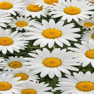 daisy background