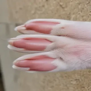 cat paw