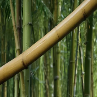 bamboo png