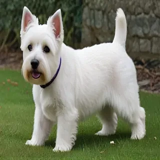 west highland terrier