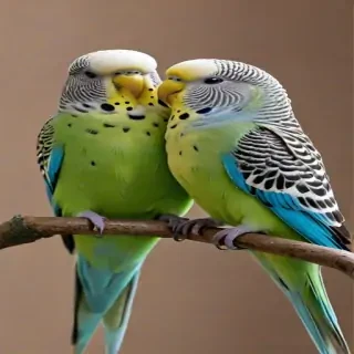budgies