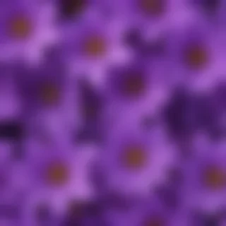 background flower purple