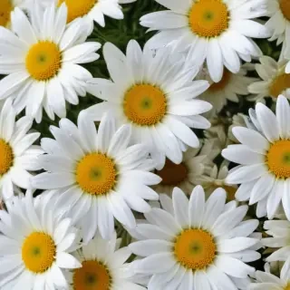 daisy flower wallpaper