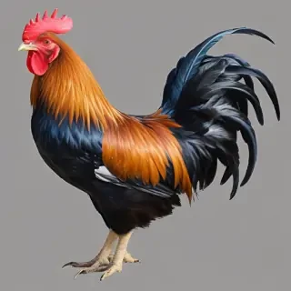 rooster png