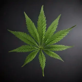 marijuana leaf