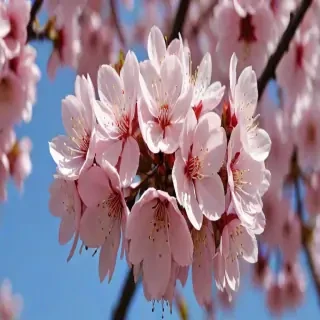 sakura flower