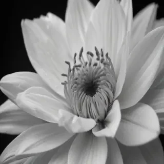 flower images black and white