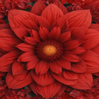 red flower bg