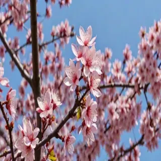 sakura flower