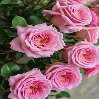 roses in background