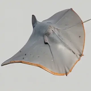 stingray png