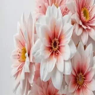 flower on white background