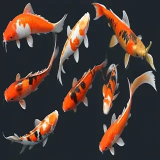 koi fish png