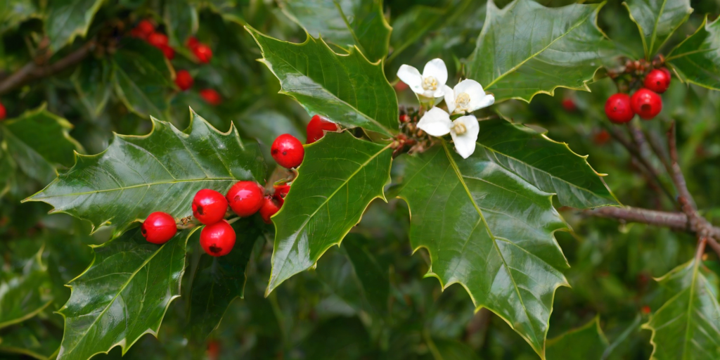 images of holly