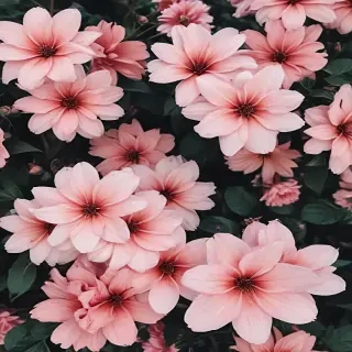 aesthetic flower desktop wallpaper