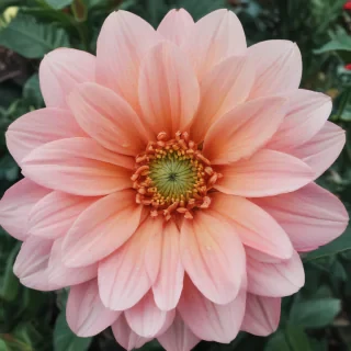 iphone backgrounds flowers
