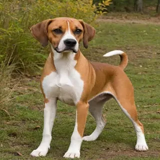 american boxer foxhound