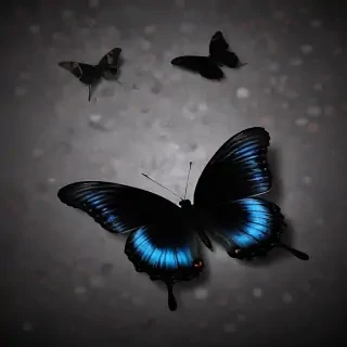 black butterfly wallpaper hd
