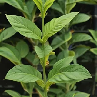 tobacco plant