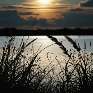 grass silhouette
