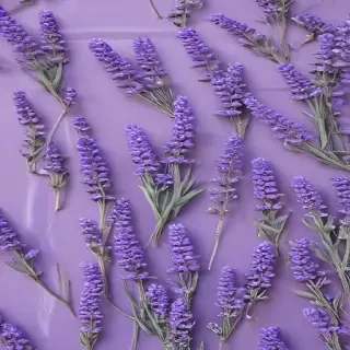 aesthetic lavender wallpaper