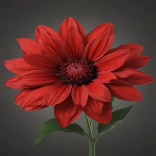 red flower png
