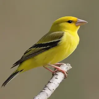 yellow finch