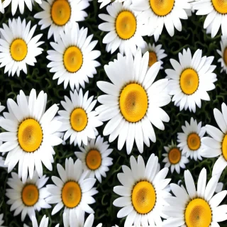 iphone daisy wallpaper