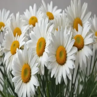 daisies png