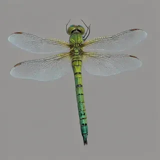 dragonfly png