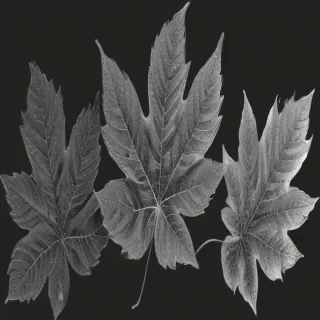 leaves clip art black and white