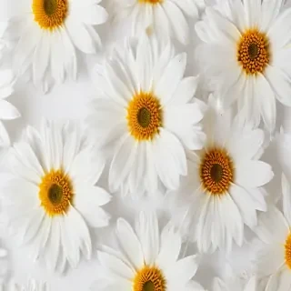 flower white background