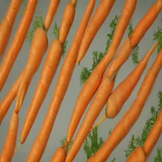 carrot png