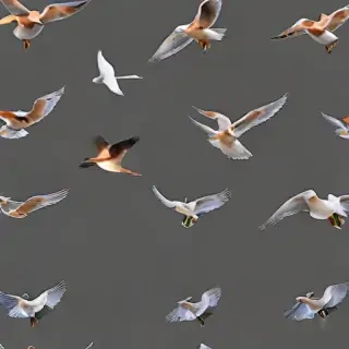 birds flying transparent background