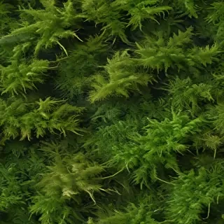 moss png