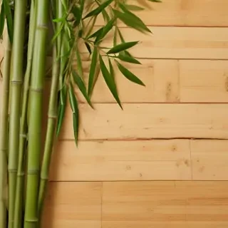 bamboo background