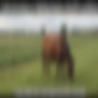 countryside meme