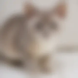 brazilian shorthair cat breed