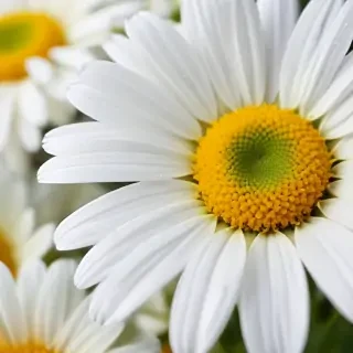 daisy desktop wallpaper