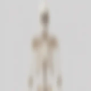 skeleton transparent background