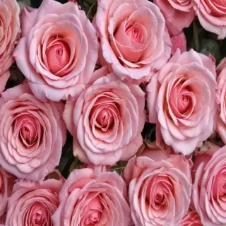 pink roses wallpaper iphone