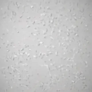 white grey background