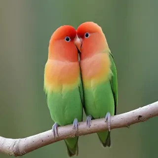 lovebird