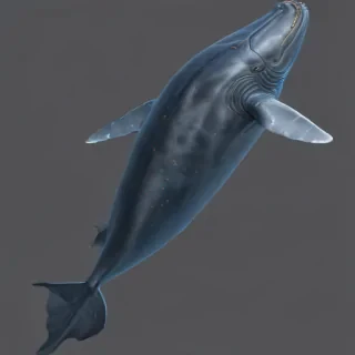 blue whale png