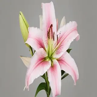 lily flower png