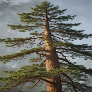 pine tree transparent