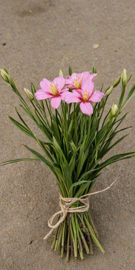 hello may images